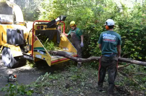 tree services Bret Harte